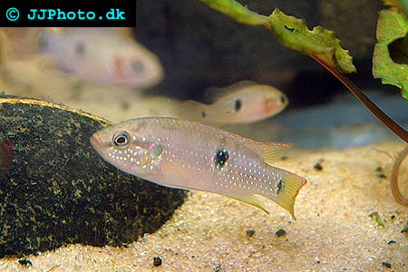 Red Jewel Cichlid